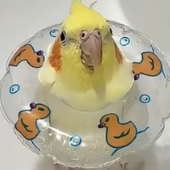 Flinek